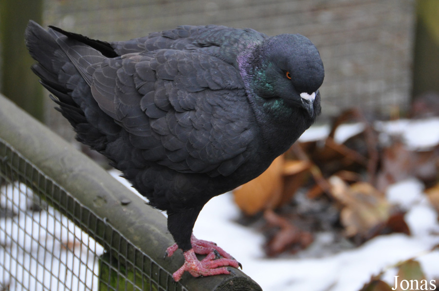 Pigeon domestique
