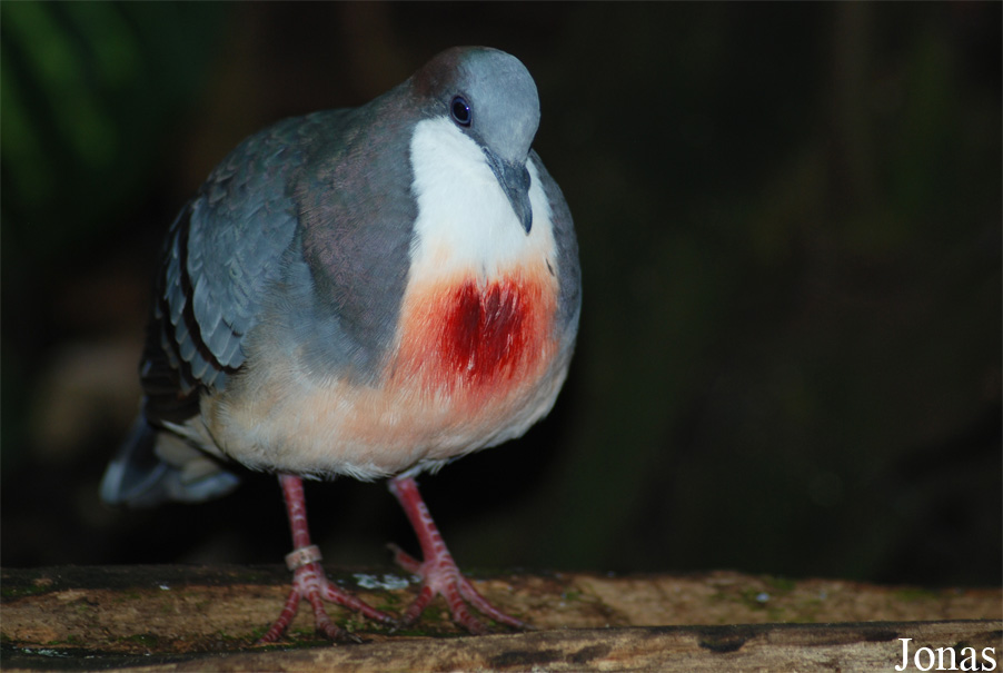 Gallicolumba luzonica