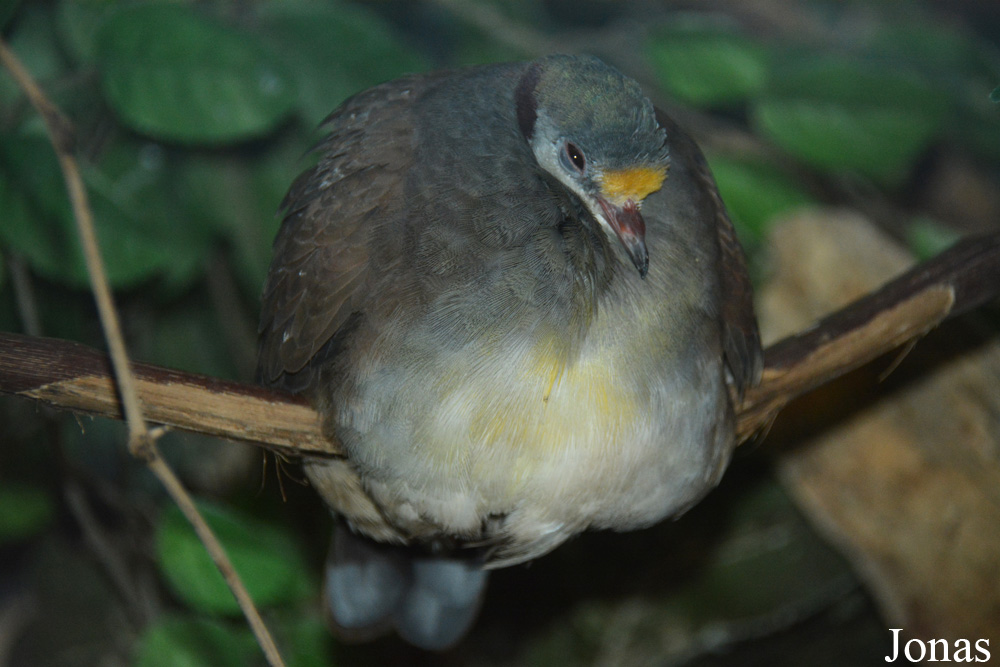 Gallicolumba tristigmata