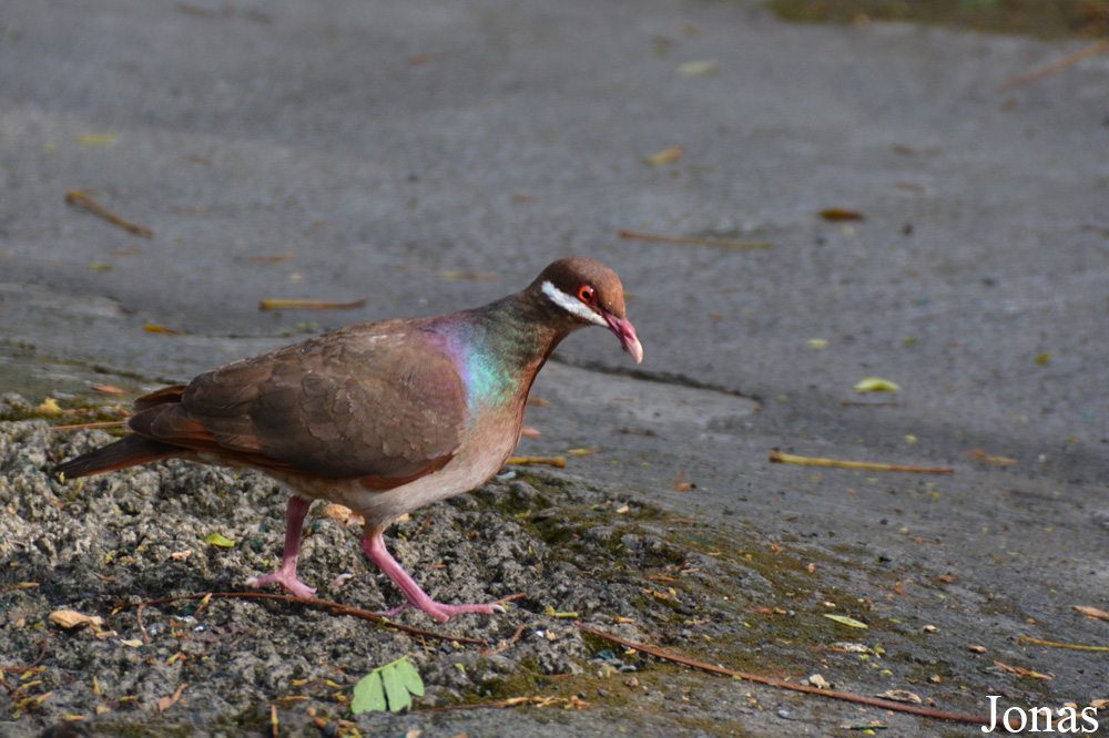 Geotrygon mystacea