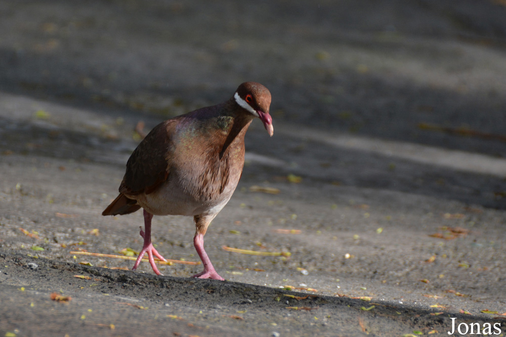 Geotrygon mystacea
