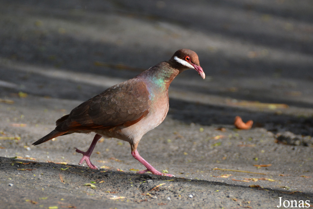 Geotrygon mystacea