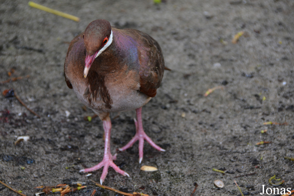 Geotrygon mystacea