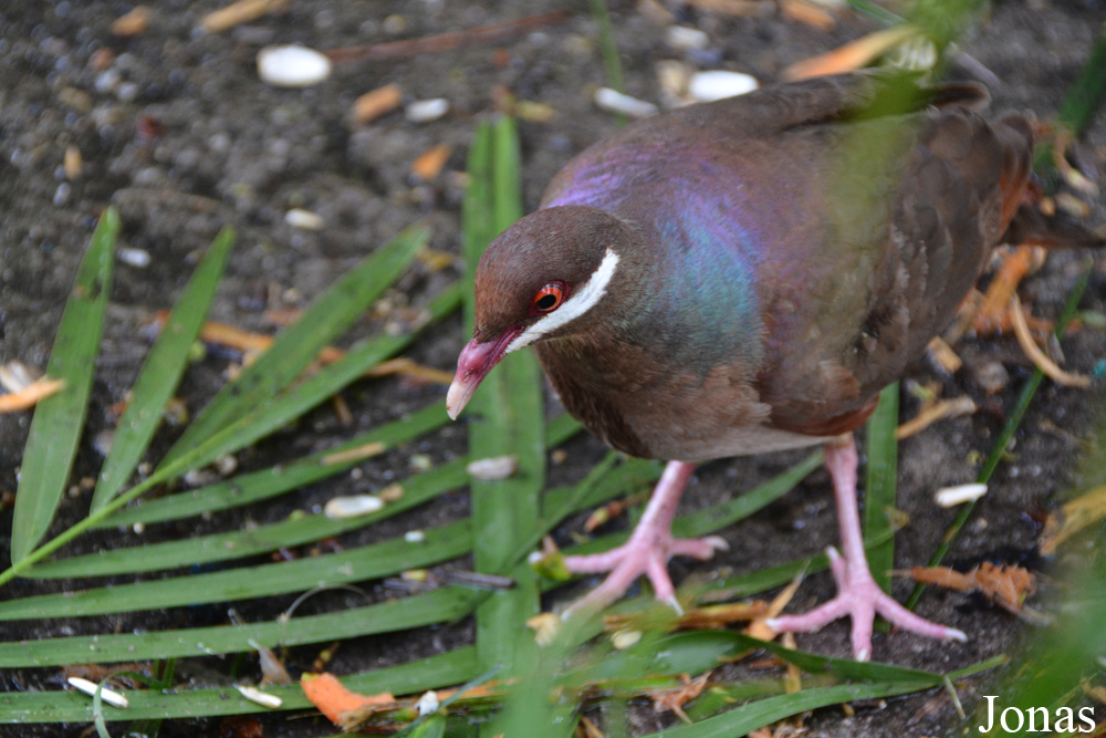 Geotrygon mystacea