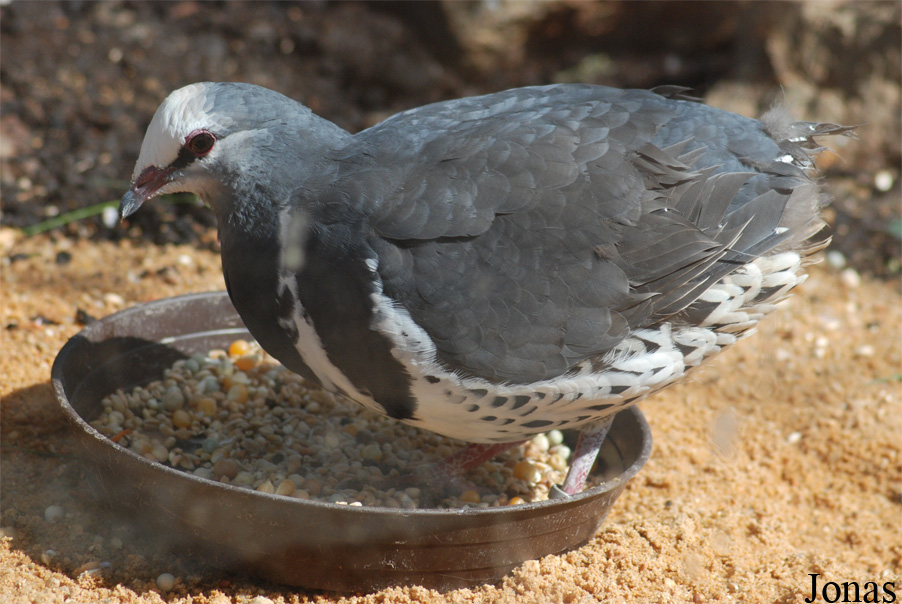 Leucosarcia melanoleuca