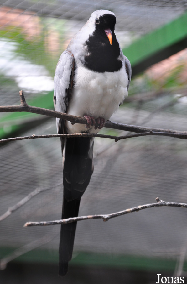Oena capensis