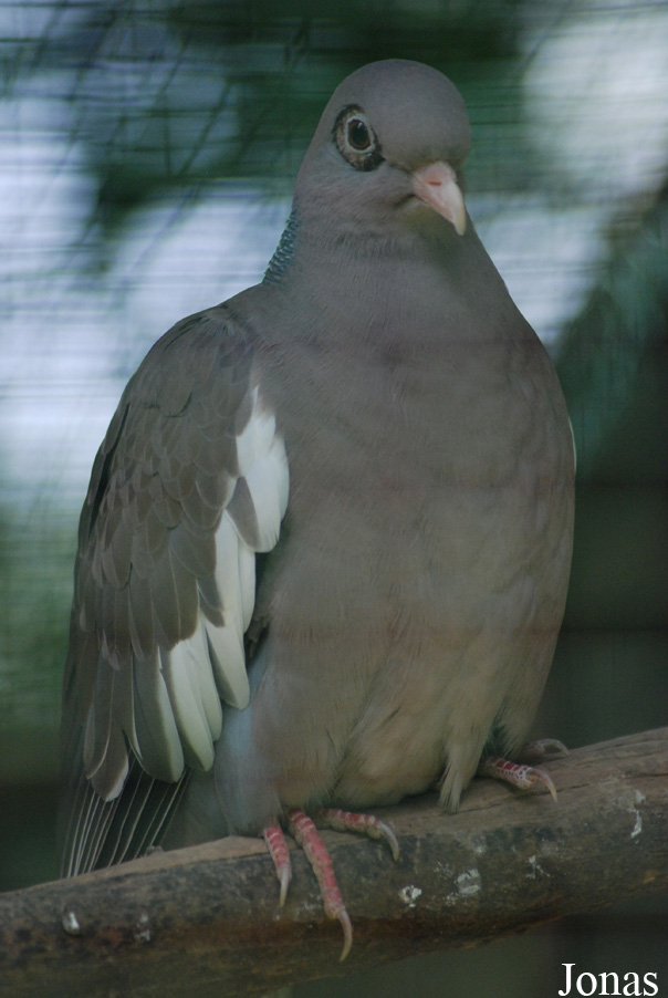 Patagioenas corensis