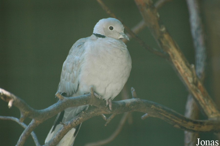 Streptopelia roseogrisea risoria