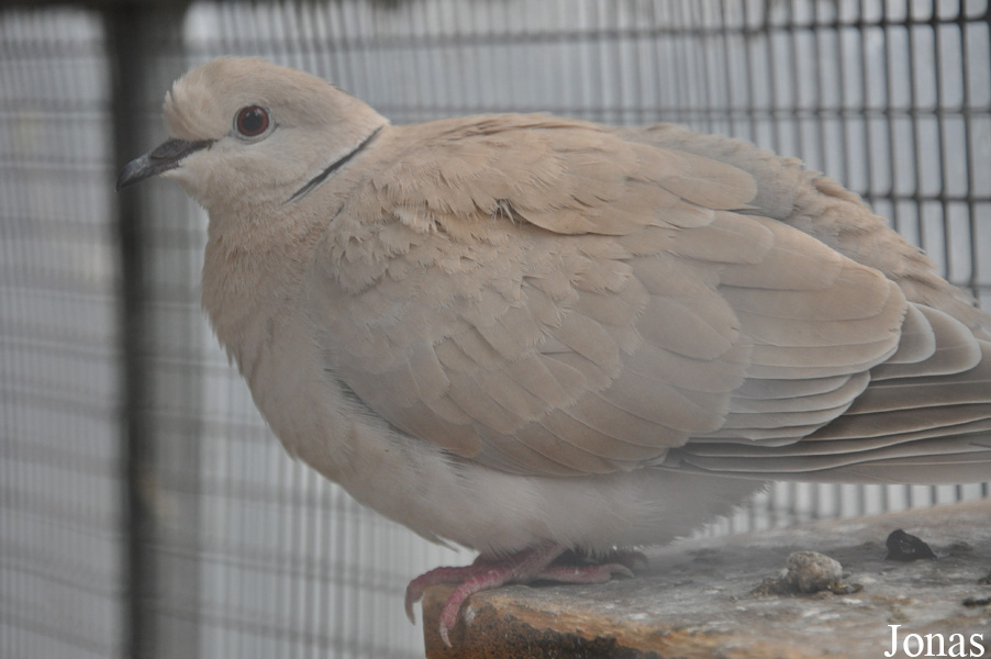 Streptopelia roseogrisea risoria