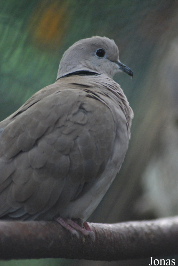 Streptopelia roseogrisea risoria