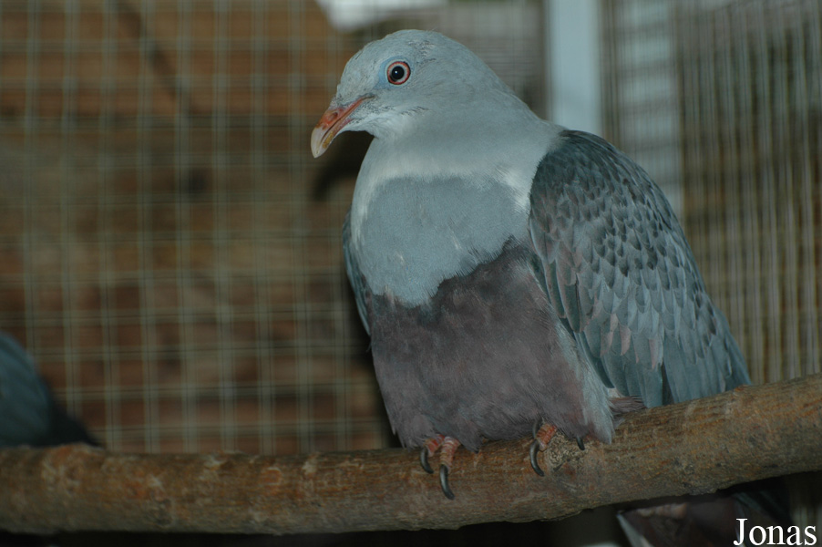 Ducula carola