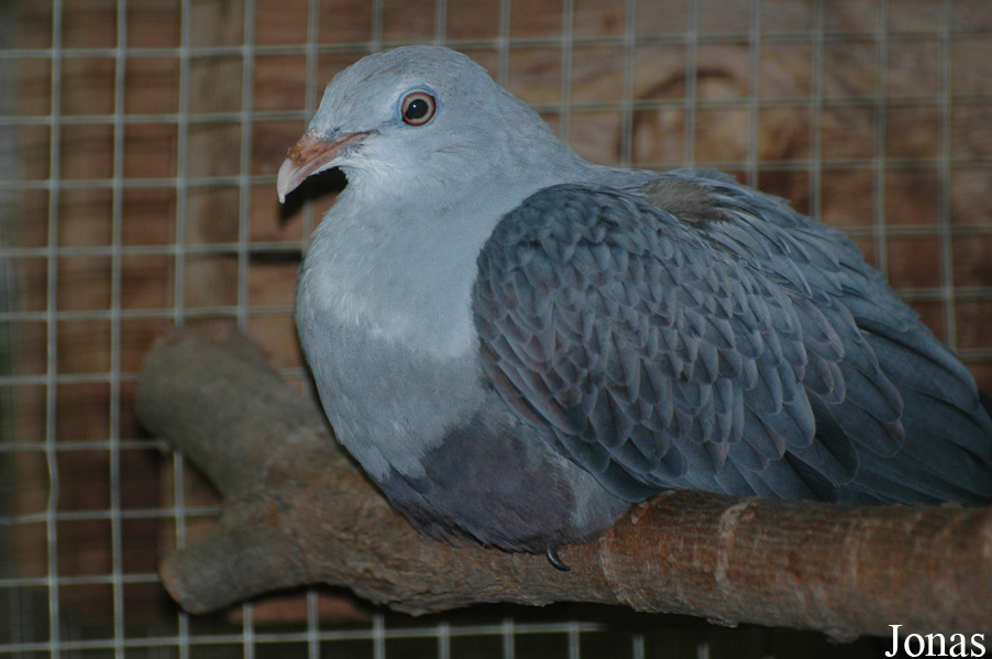 Ducula carola