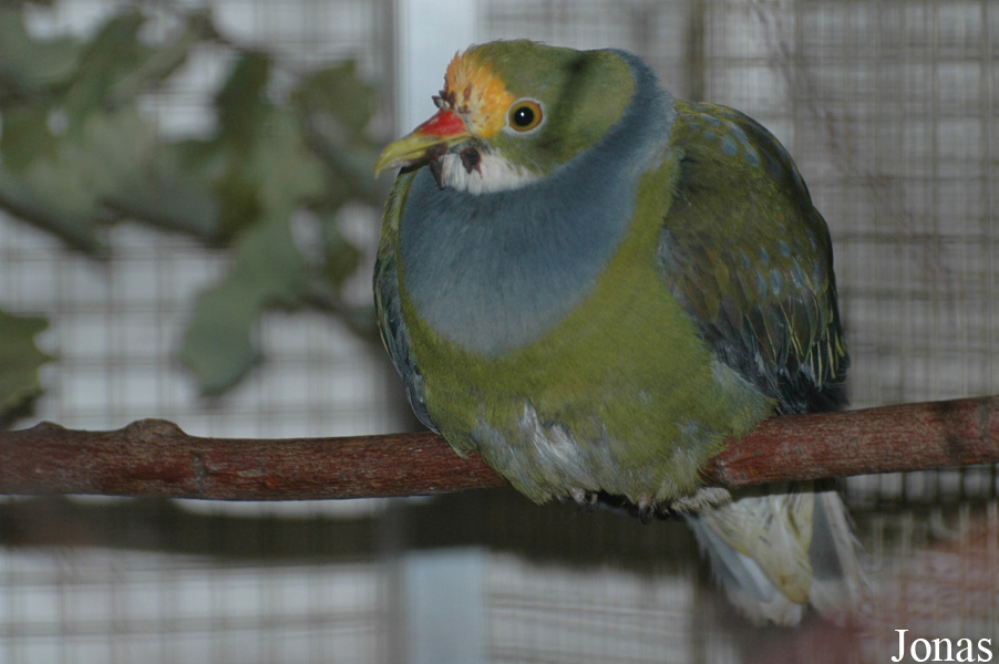 Ptilinopus aurantiifrons