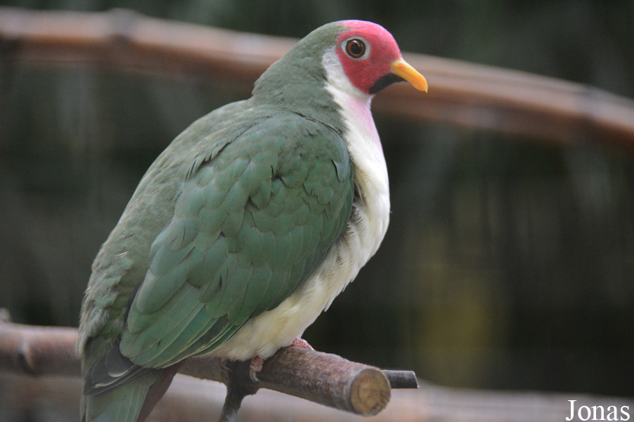 Ptilinopus jambu