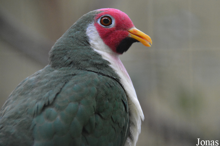 Ptilinopus jambu