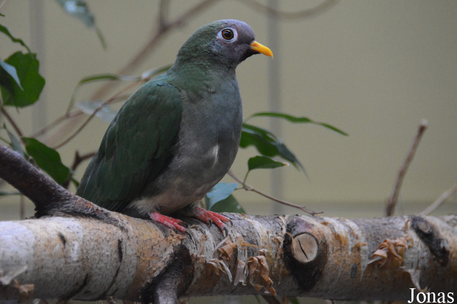 Ptilinopus jambu