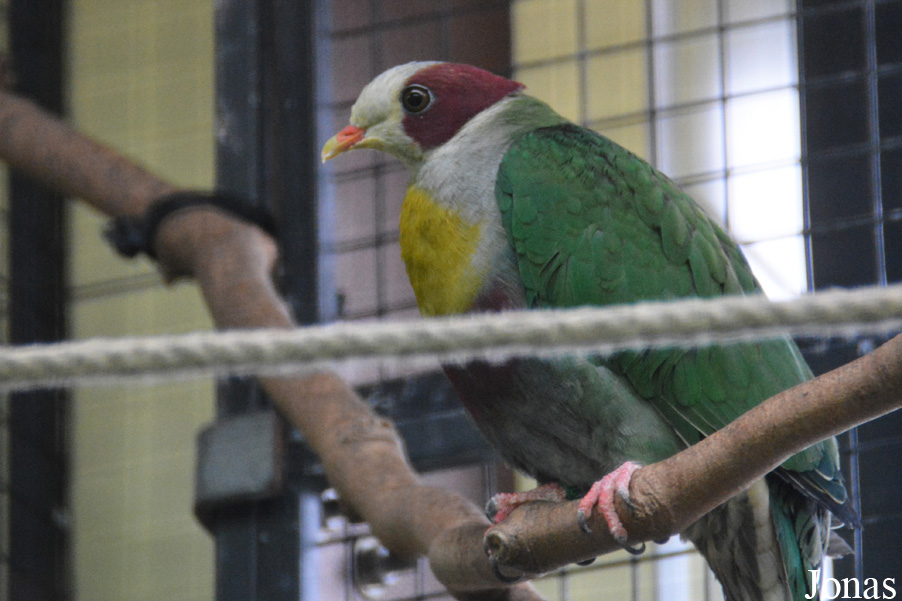Ptilinopus occipitalis