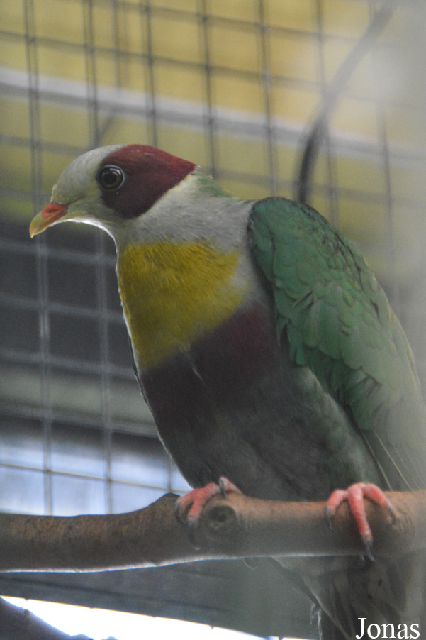 Ptilinopus occipitalis