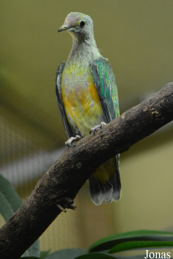Ptilinopus regina