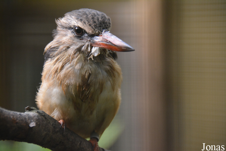 Halcyon albiventris