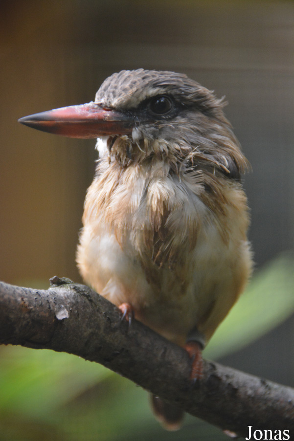 Halcyon albiventris