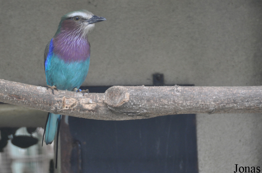 Coracias caudatus