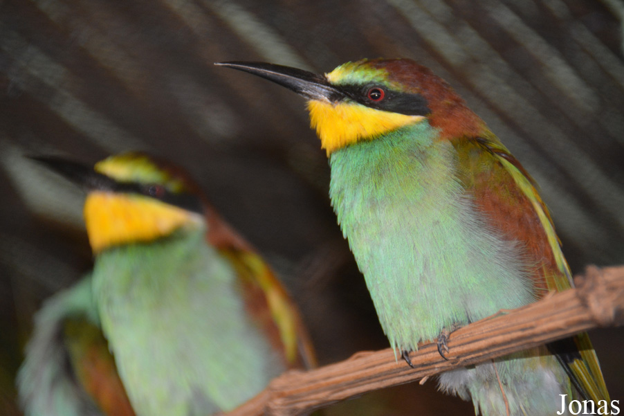 Merops apiaster