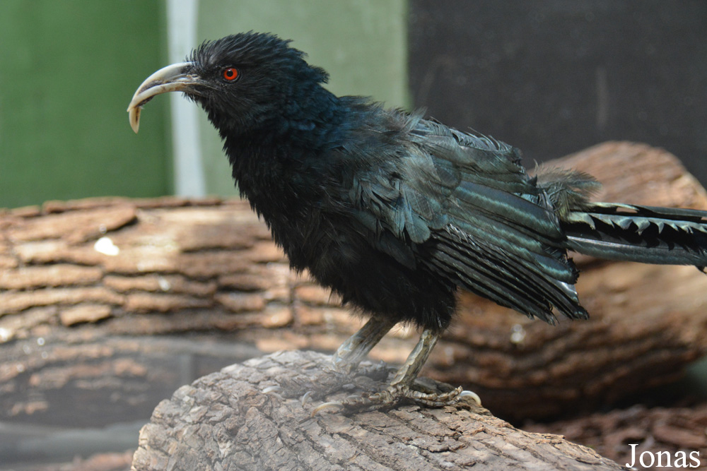 Centropus menbeki