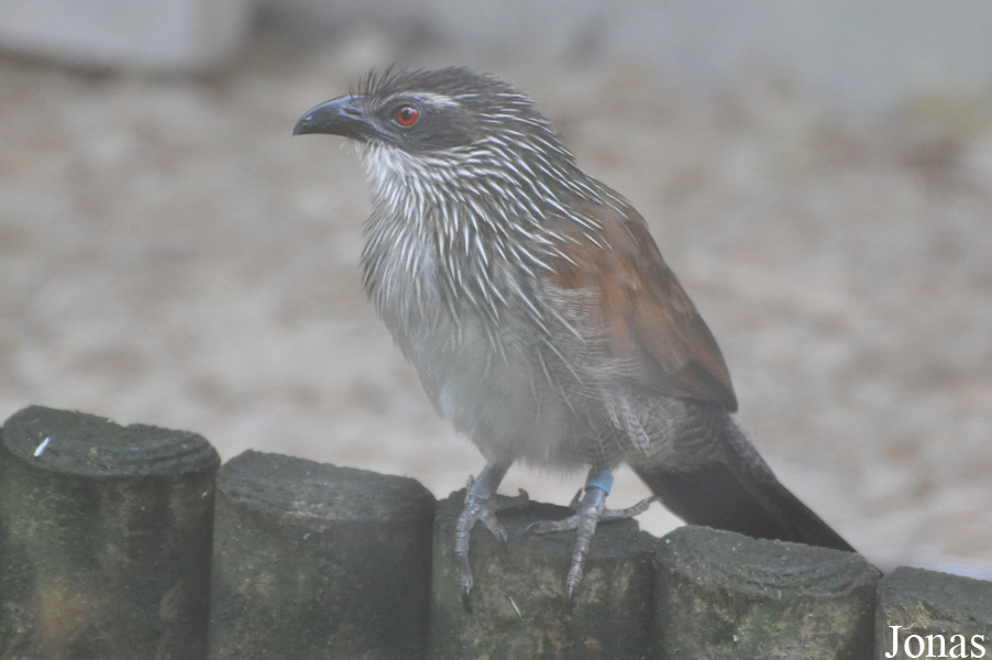 Centropus superciliosus