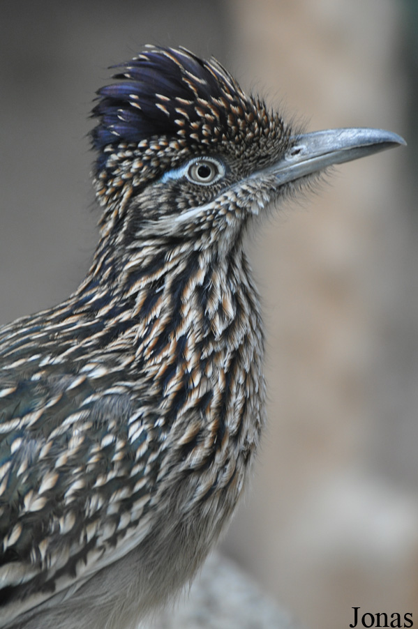 Geococcyx californianus