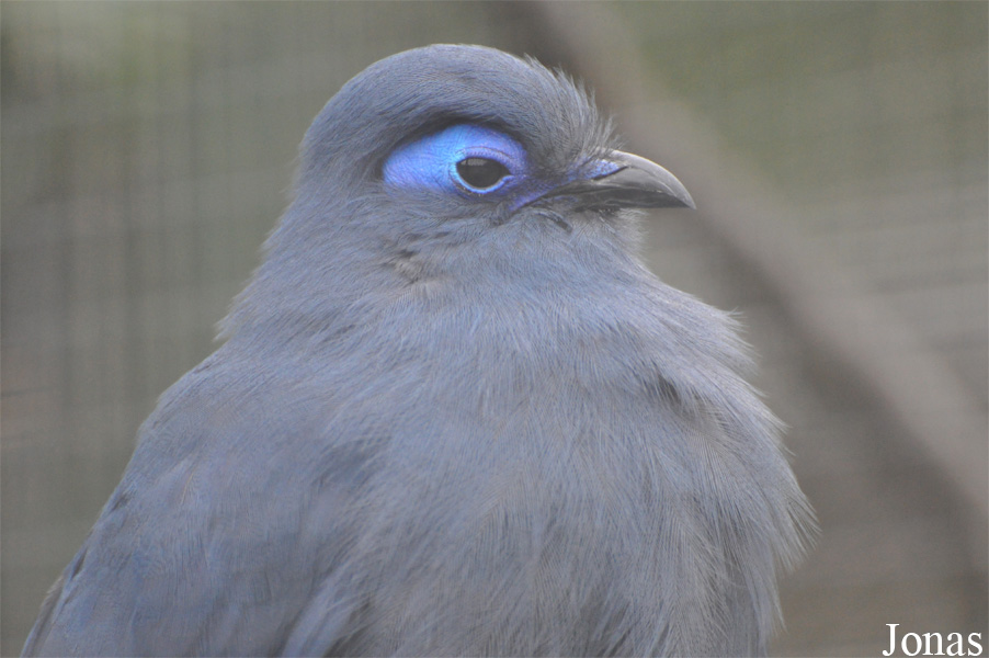 Coua caerulea