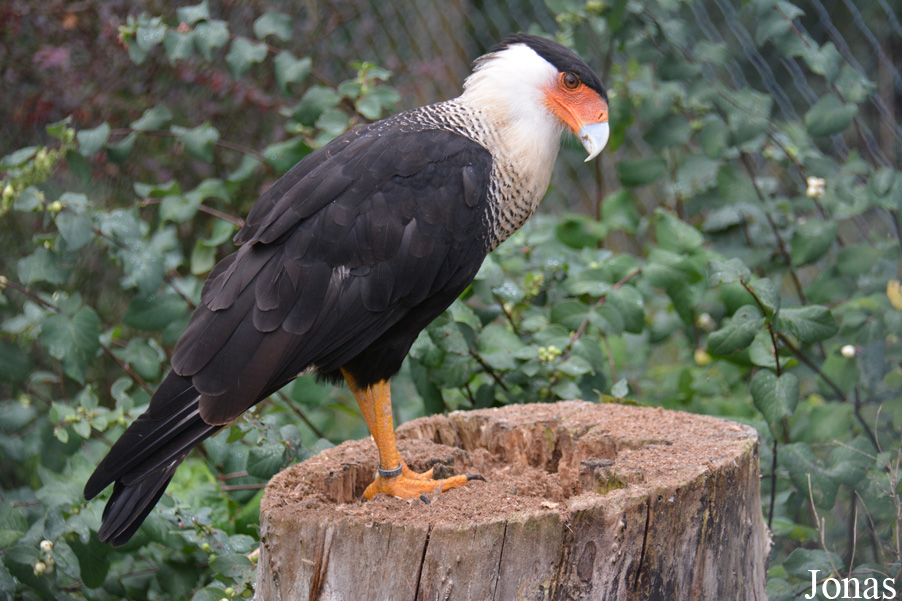 Caracara plancus cheriway