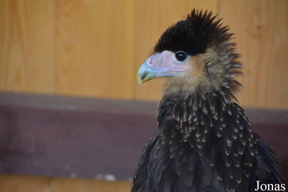 Caracara plancus plancus