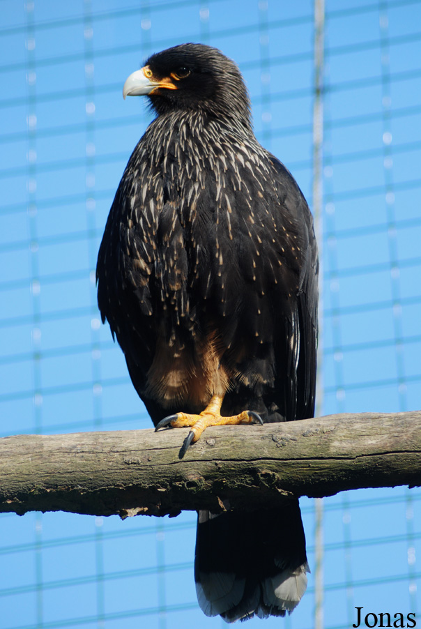 Daptrius australis