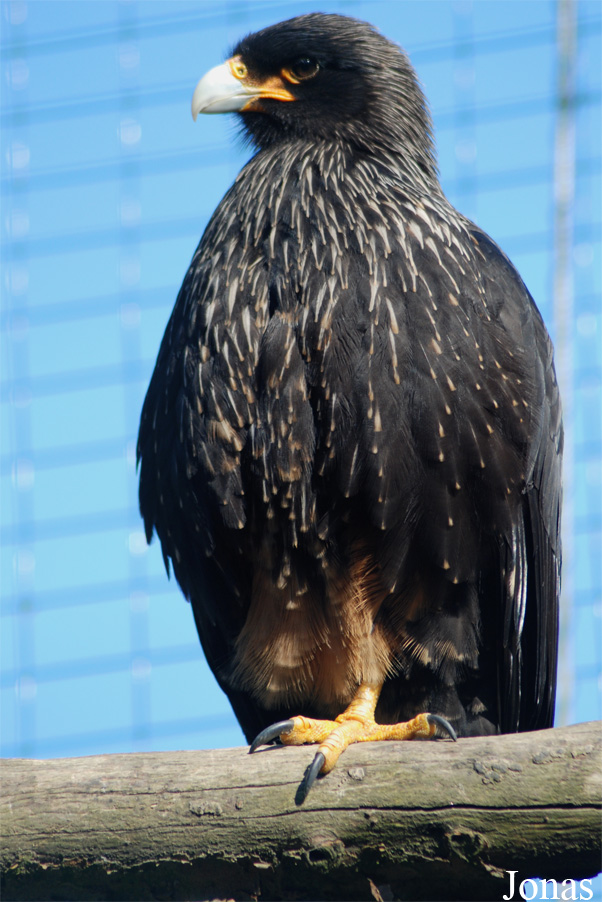 Daptrius australis