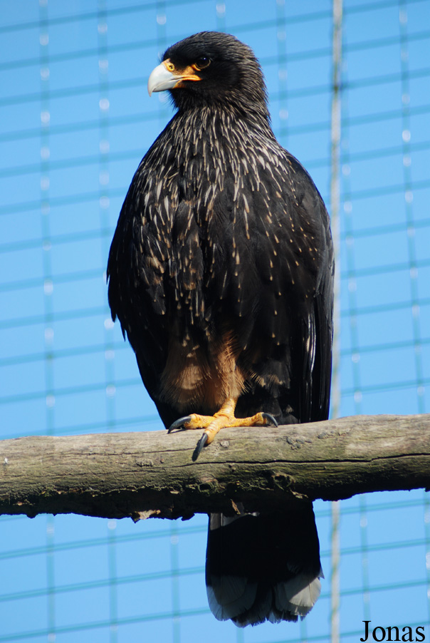 Daptrius australis