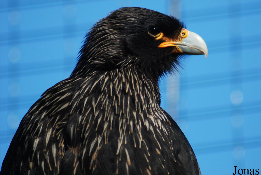 Daptrius australis