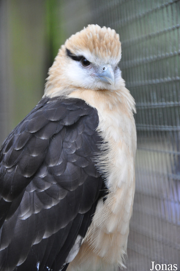 Daptrius chimachima