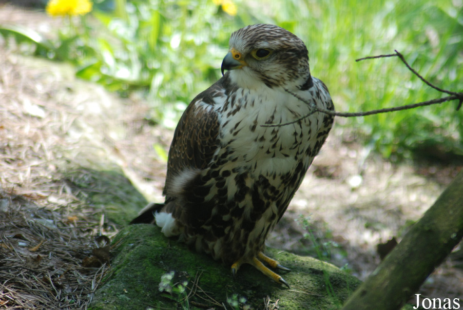 Falco cherrug