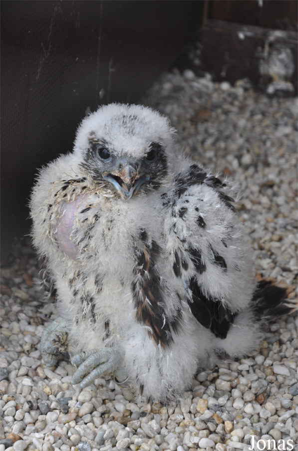 Falco cherrug
