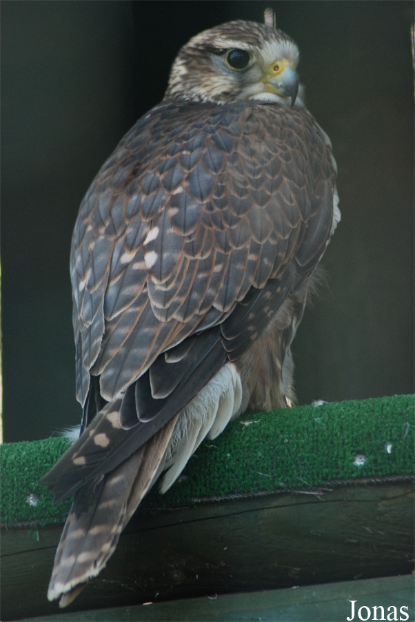 Falco cherrug