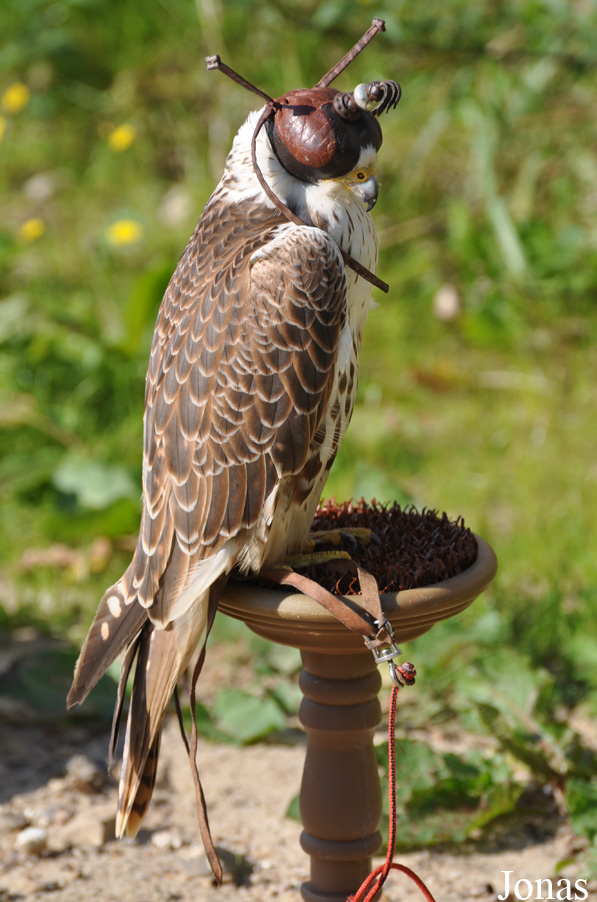 Falco cherrug