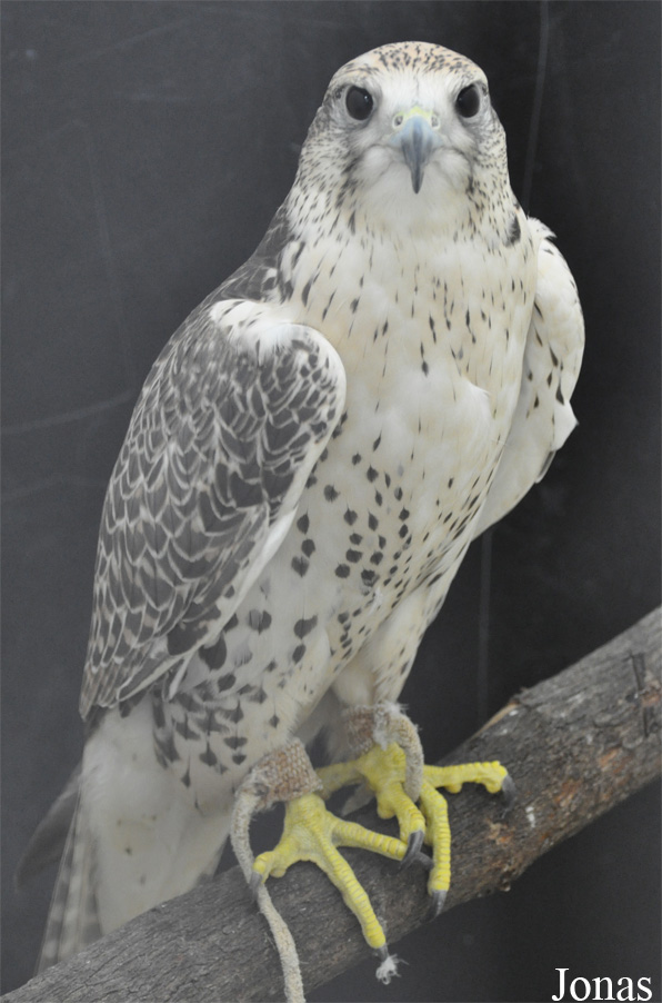 Falco cherrug