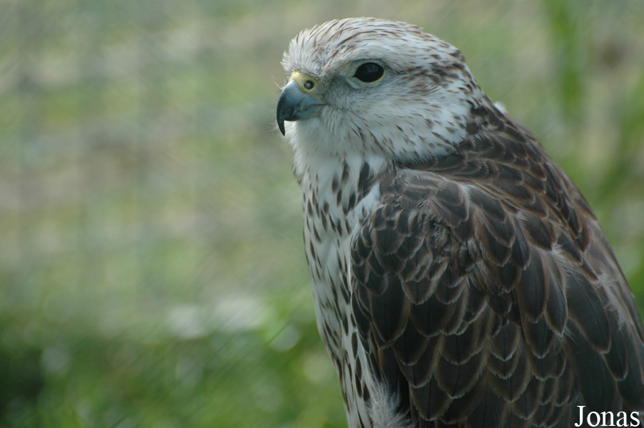 Falco cherrug