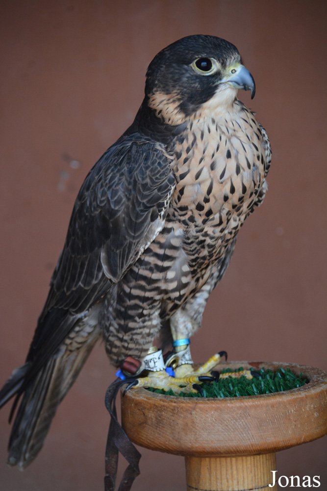 Falco cherrug x sp.