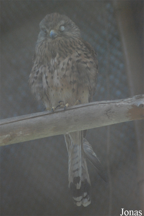 Falco columbarius
