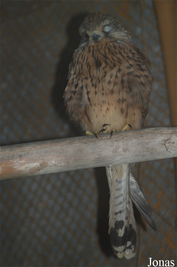 Falco columbarius