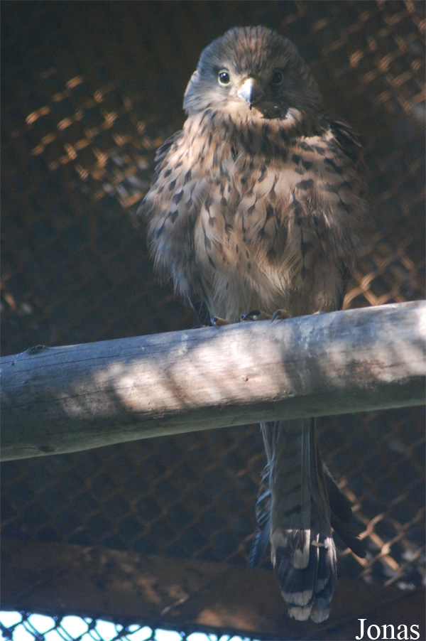 Falco columbarius
