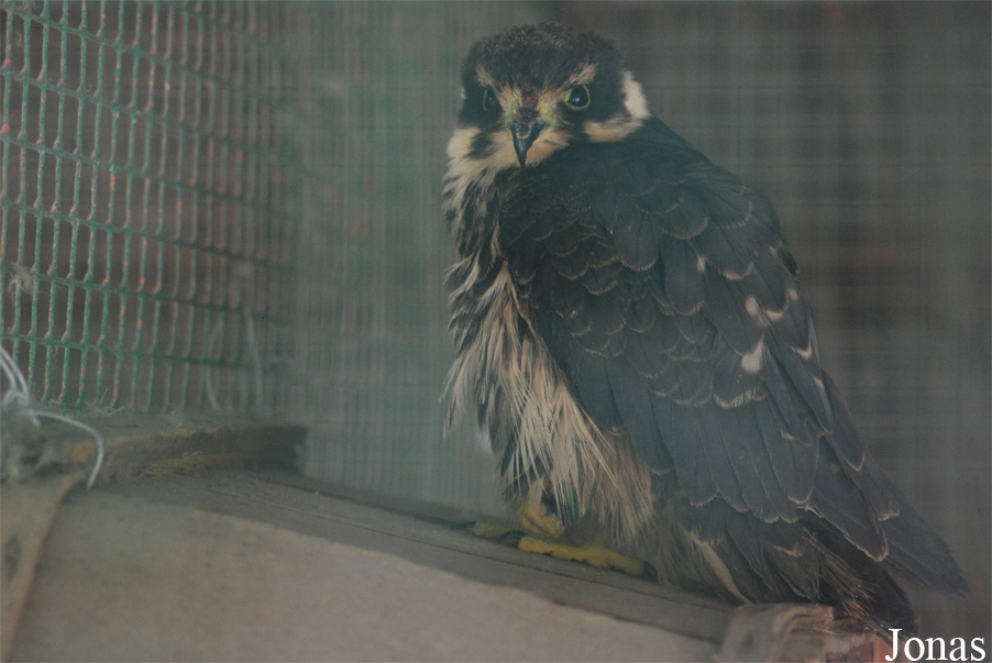 Falco columbarius