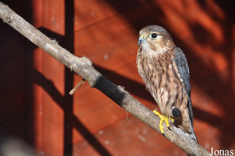 Falco columbarius